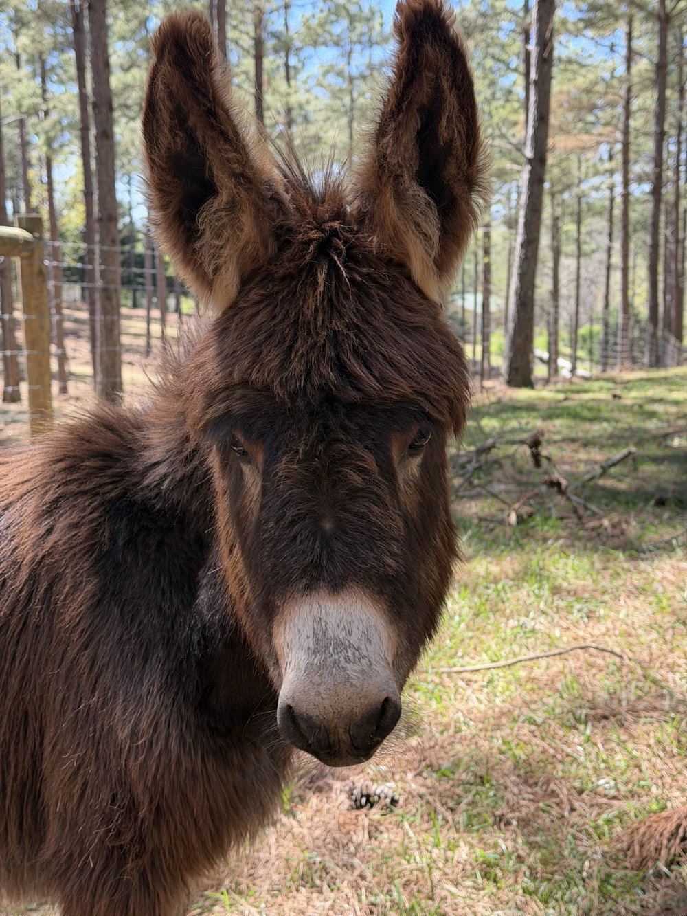 Jack, photo 3