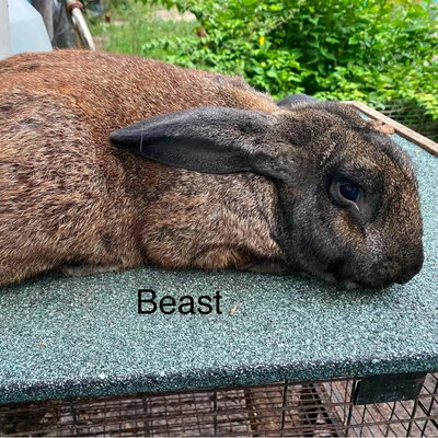 Beast profile picture
