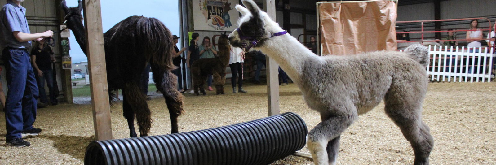 PPWI Ember profile cover image