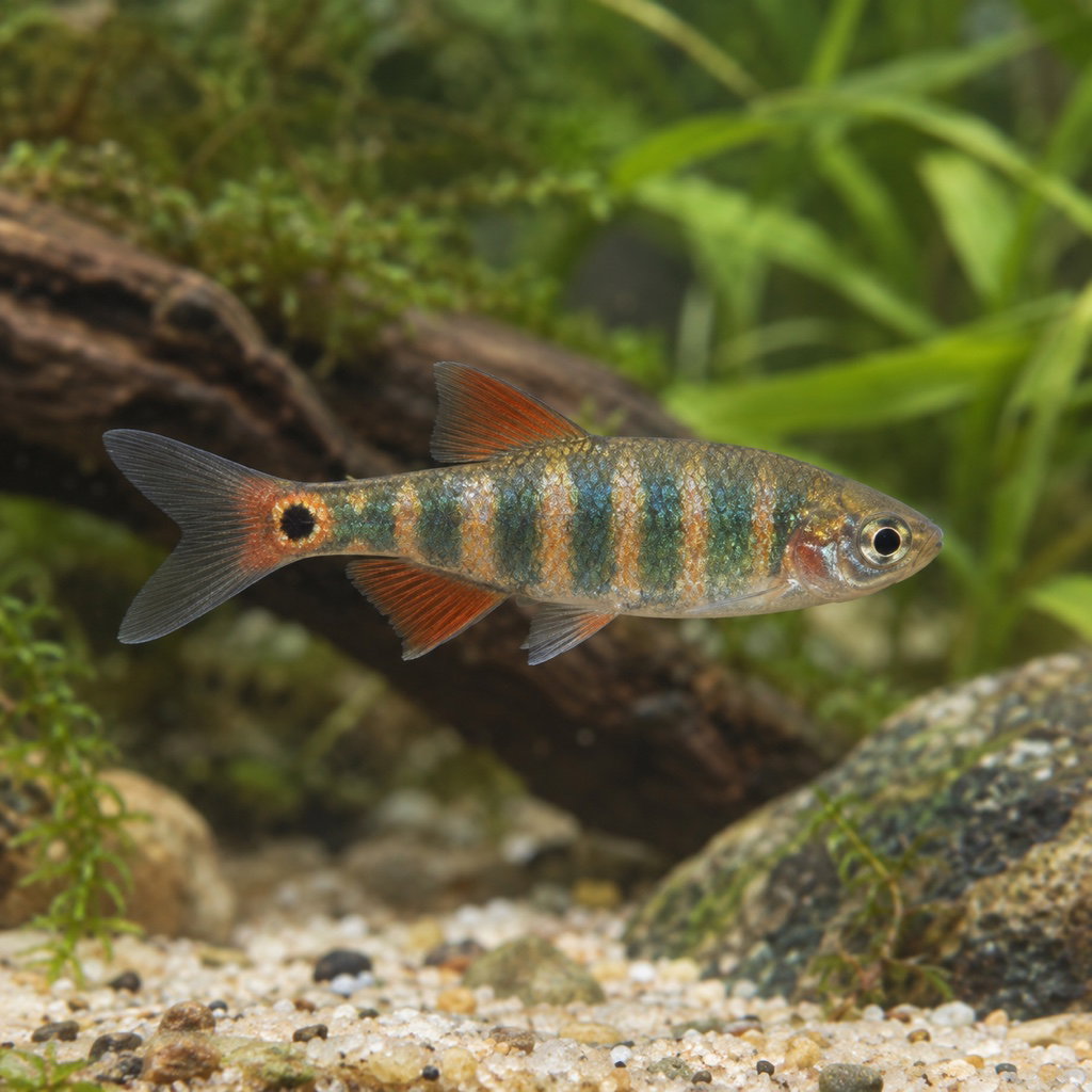 Danio erythromicron