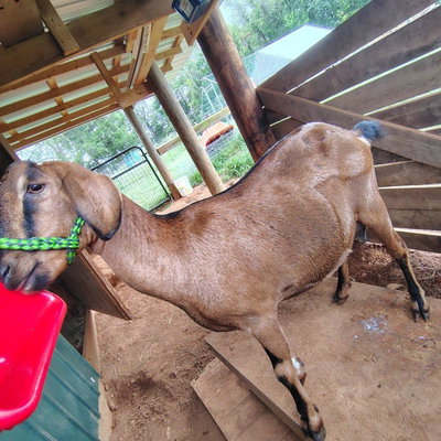 Hurlburt Farms Dorcas profile picture