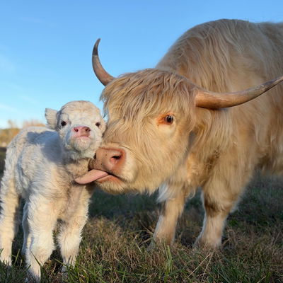 Fancy profile picture