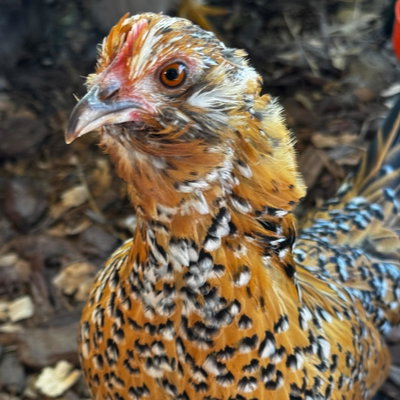 Tonya profile picture