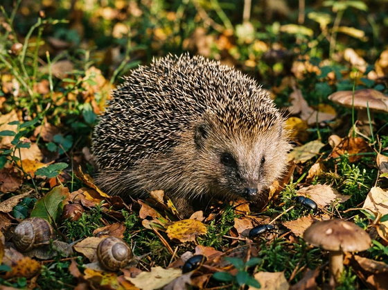 European hedgehog