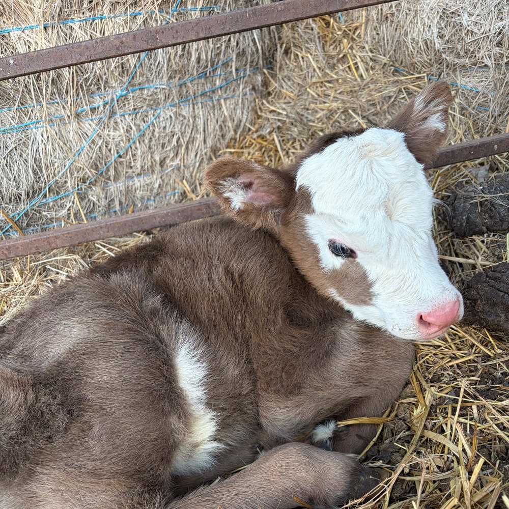 BB Loretta, photo 1