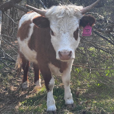 Shara profile picture