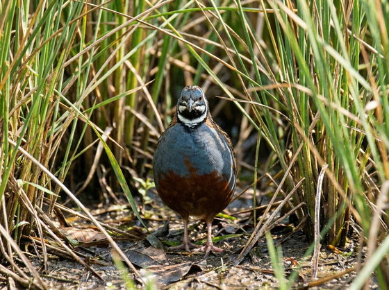 King Quail