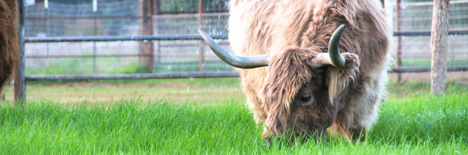 Lux Cattle CO. profile cover image