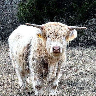 Fluffy profile picture