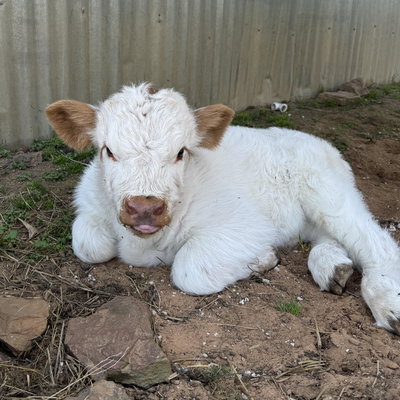 Marco profile picture