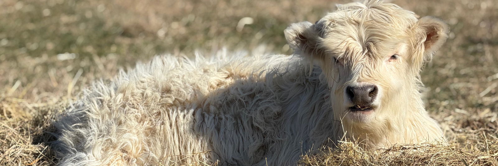 Diesel profile cover image