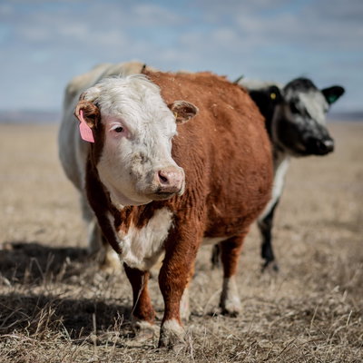 Rita profile picture