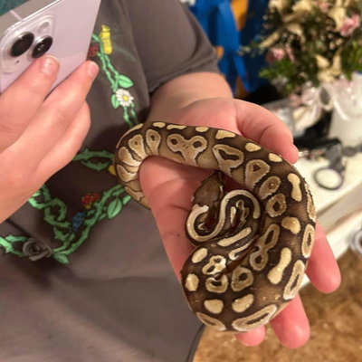 Kali profile picture