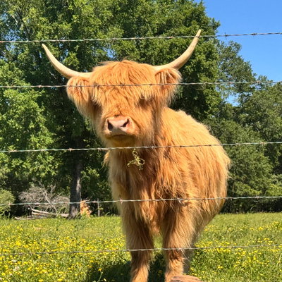 Norma Jean profile picture