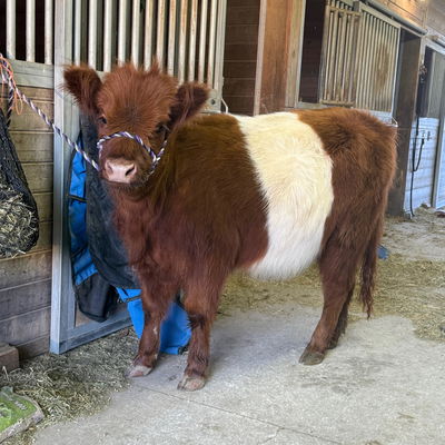 Abigale profile picture