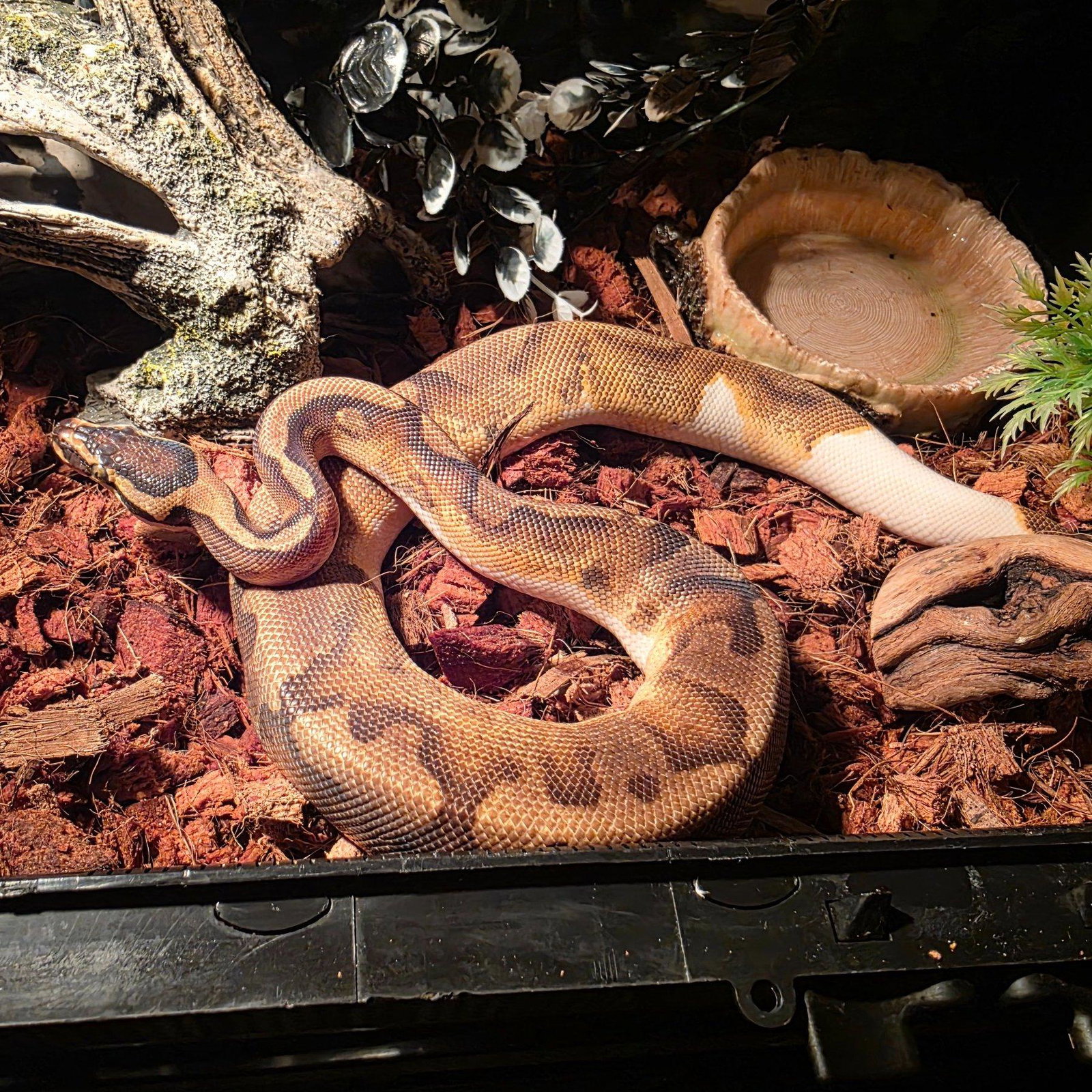 Loki