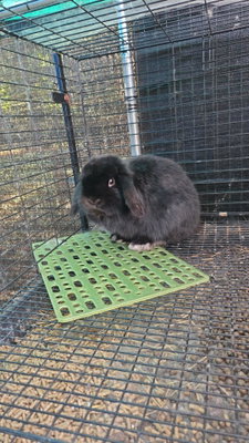 Galaxy Hopping Rabbitry Eurotas profile picture