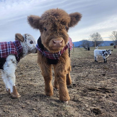 Elliot of Still View Farm profile picture