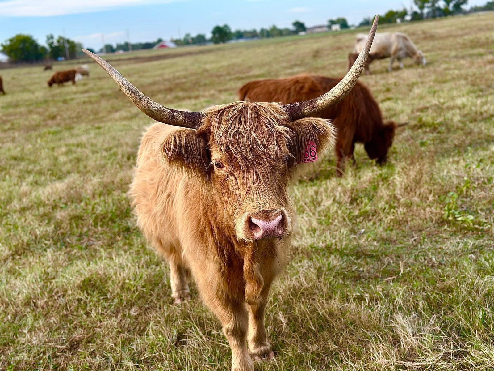 Premium Cattle/Calf Boarding
