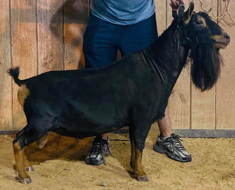 Photo of a Nigerian Dwarf goat recorded as swiss marked