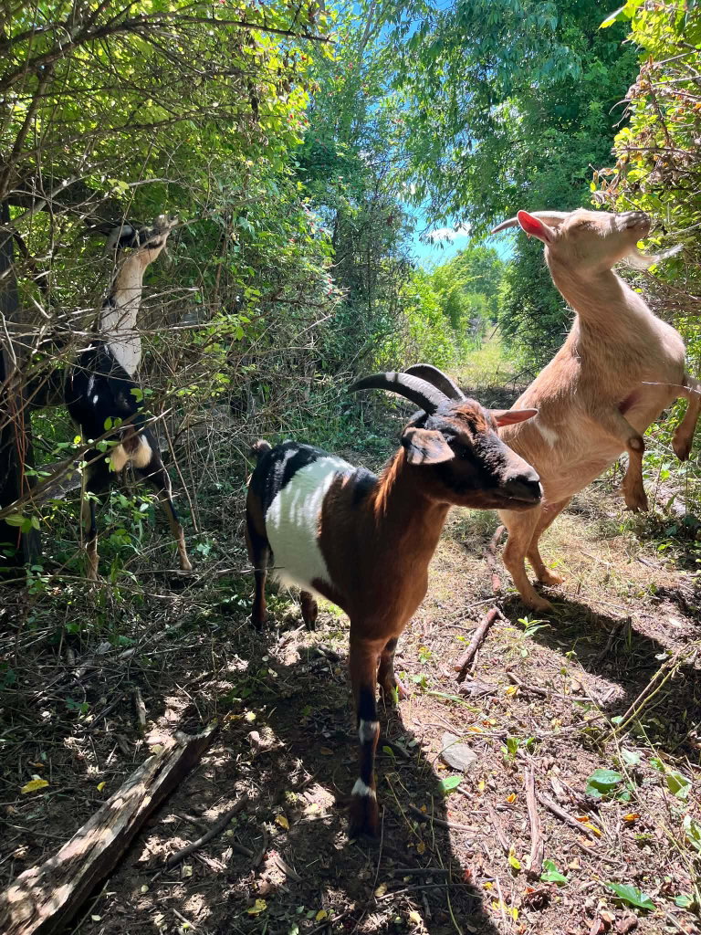 Goats & Friends: A Celtic Valley Wander (Farm Tour), photo 4