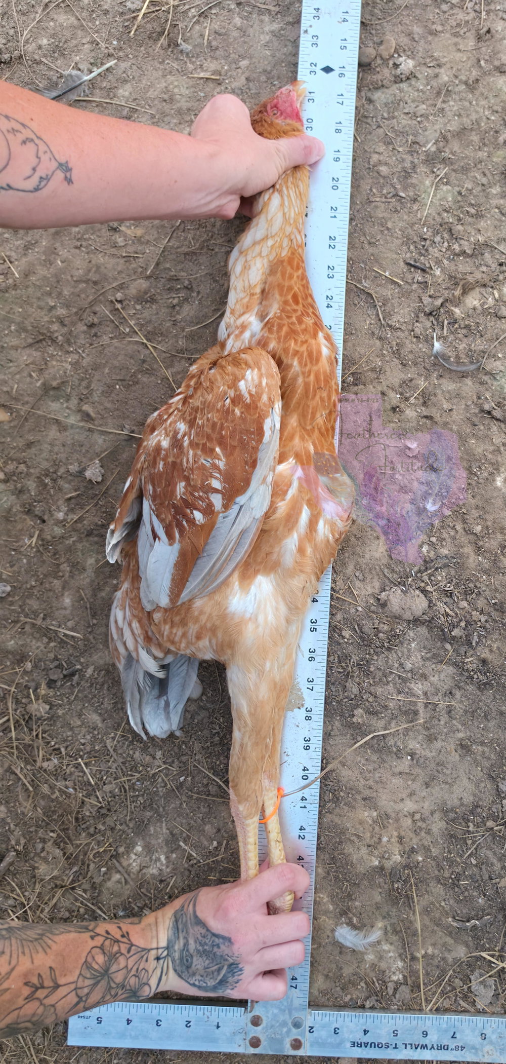 Blue pullet, photo 2