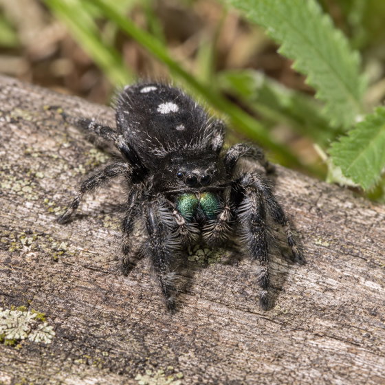 bold jumping spider