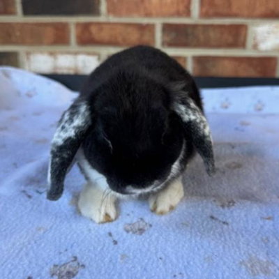 Shadow- Black White Eared (WE) profile picture
