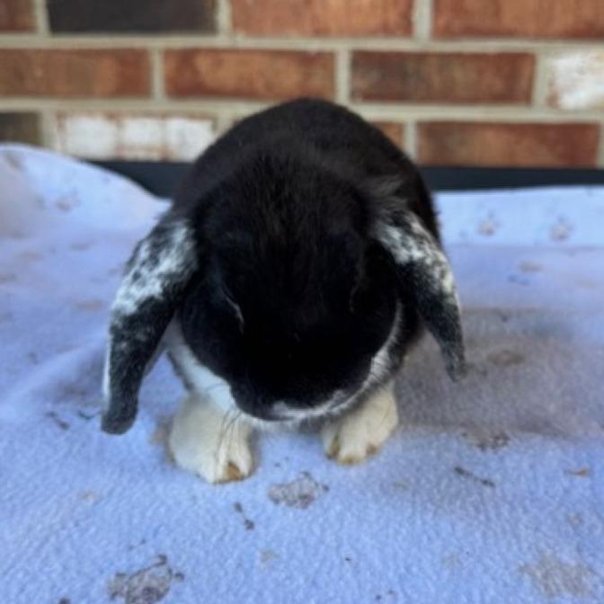 Shadow- Black White Eared (WE), photo 1