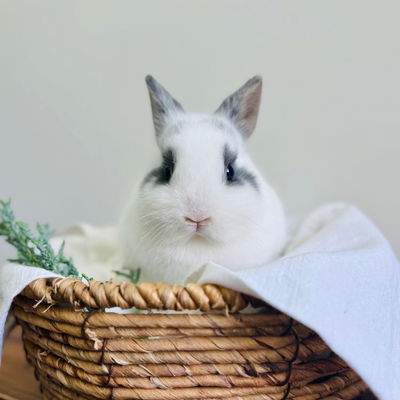 Wren | Netherland Dwarf | Female profile picture