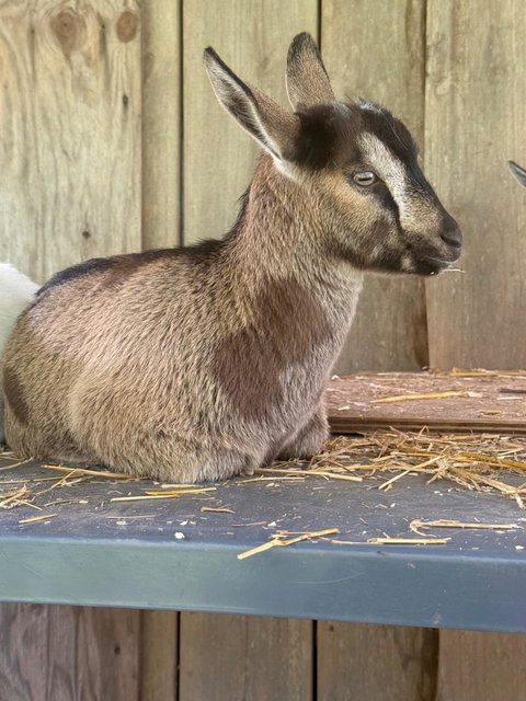 Photo of a Nigerian Dwarf goat recorded as chamoisee
