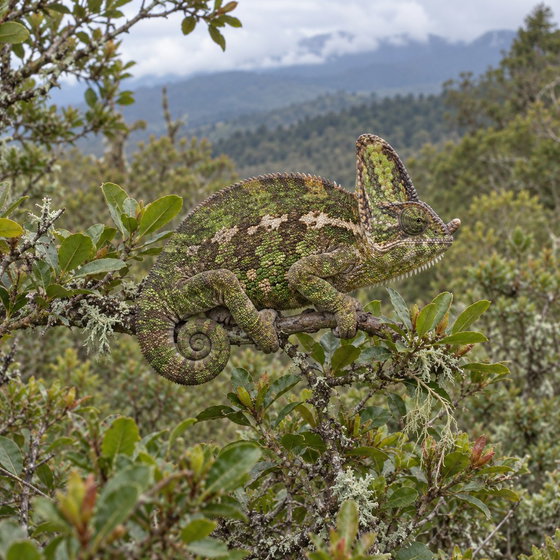 high-casqued chameleon