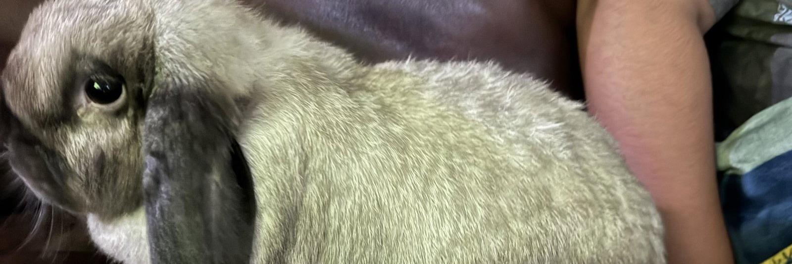 Willow profile cover image