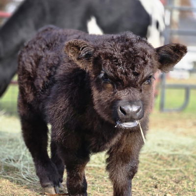 Stellar Artois profile picture