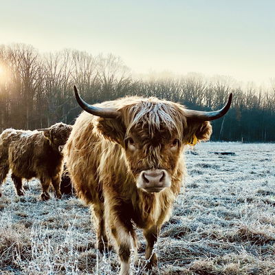 Annie Rodgers profile picture