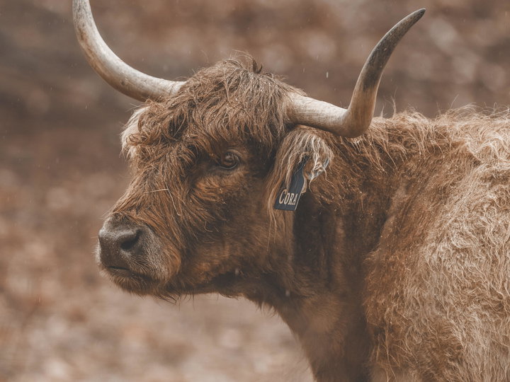 Cora