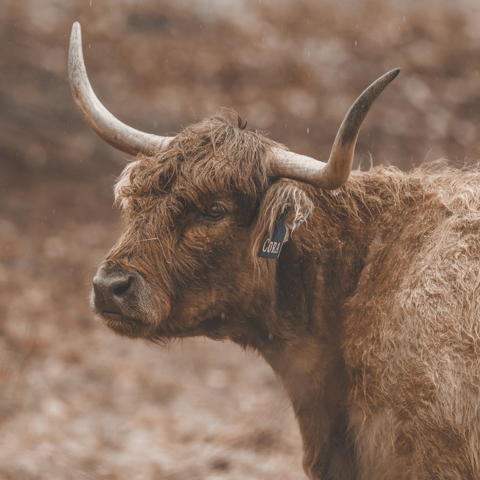 Cora