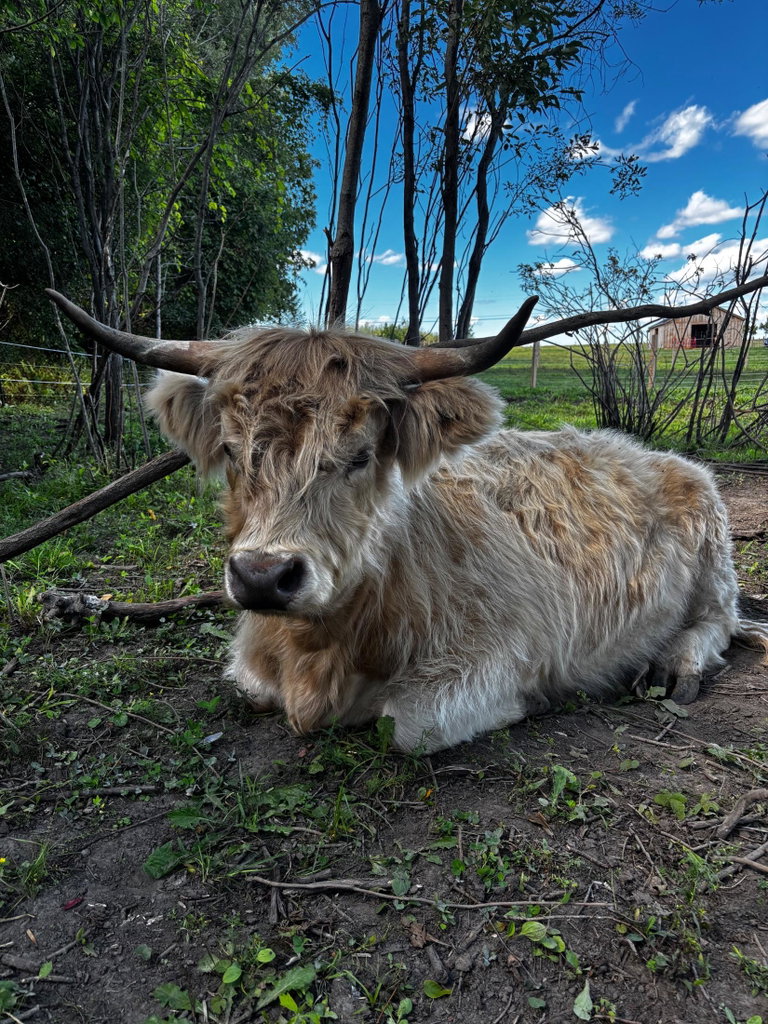 Cow Cuddles, photo 8