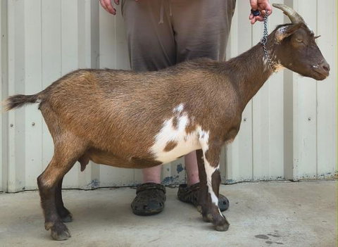 Photo of a Nigerian Dwarf goat recorded as Chocolate Chamoisee