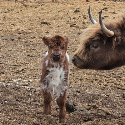 Cherise Dahl profile picture