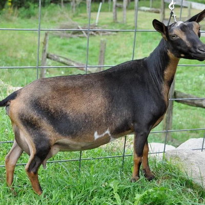4*M Old Mountain Farm Tianna Quinn profile picture