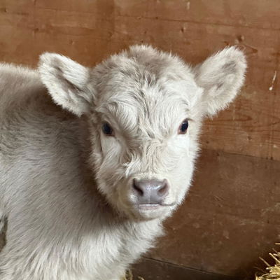 Silver Highbelt- Bull/Steer profile picture