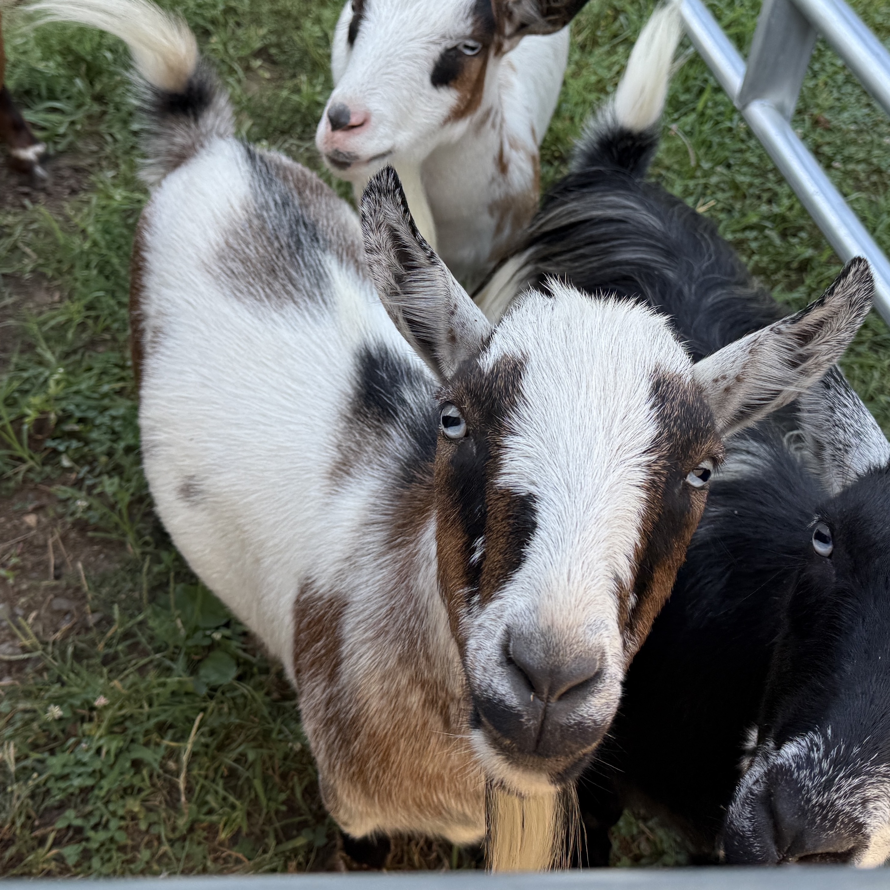 Goat profile picture