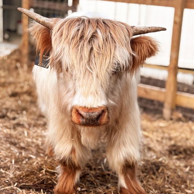 Zeke profile picture