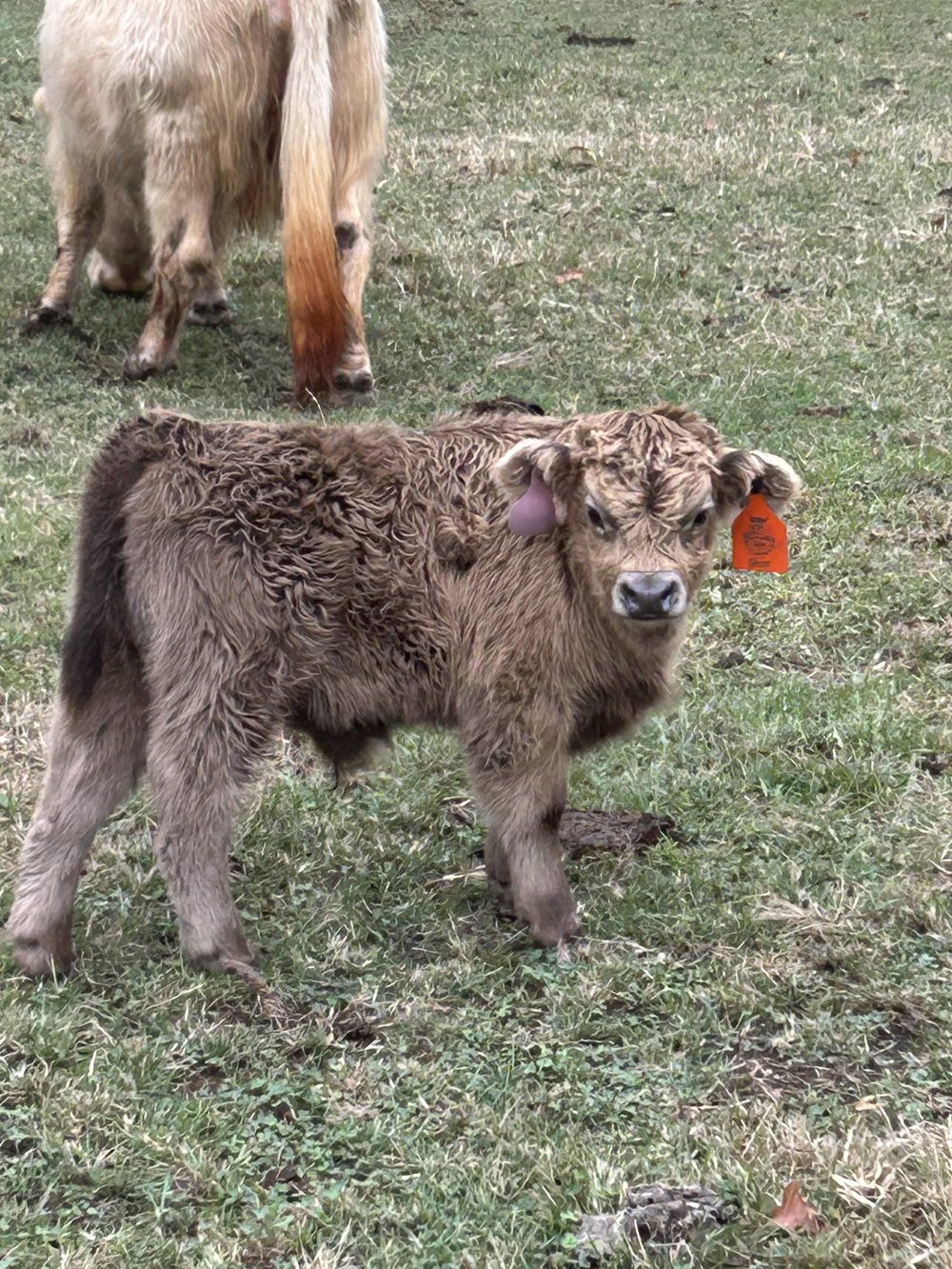 A Peculiar Farm Omaha, photo 3