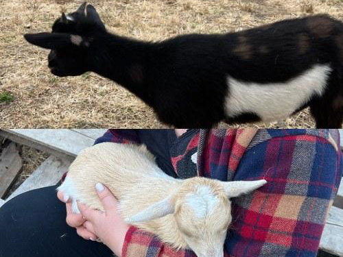 Vanilla & Midnight