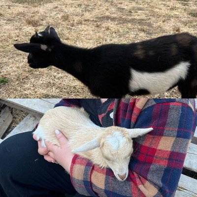 Vanilla & Midnight profile picture