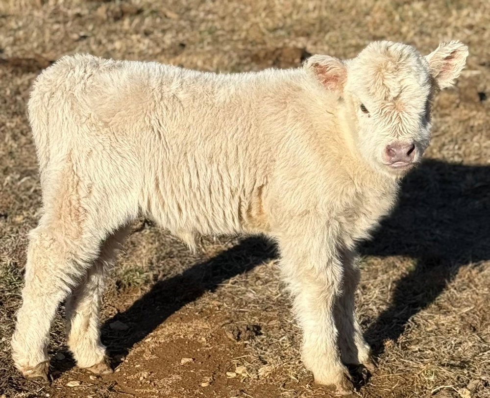 Reba, photo 8