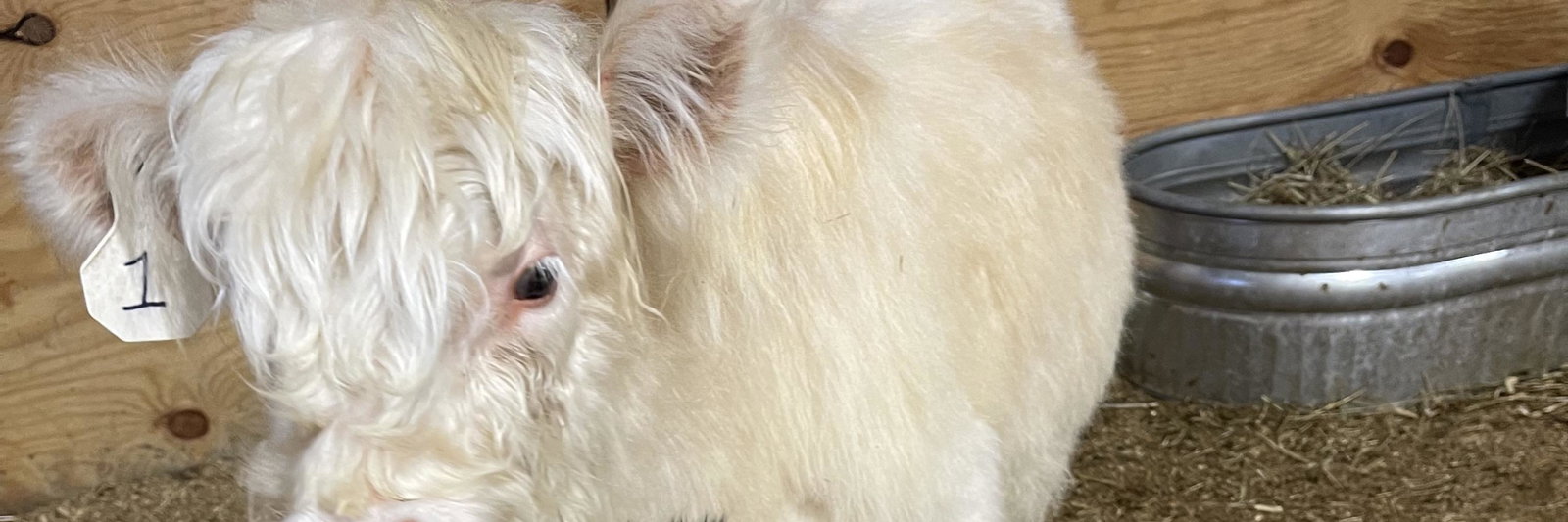 White Heifer (Chondro +) profile cover image