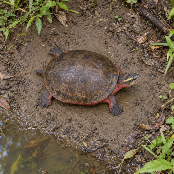 red-bellied short-necked turtle
